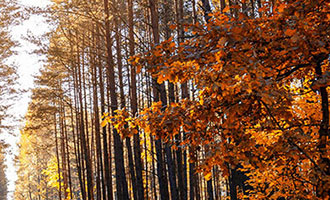 “麻辣”升温、潮玩走红！中国消费文化“圈粉”泰国年轻人